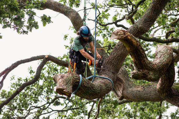 How Our Tree Care Process Works  in  Vine Hill, CA