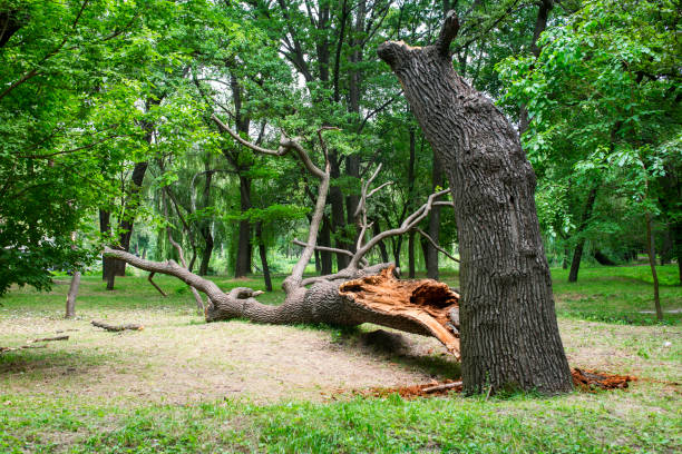 Best Tree Risk Assessment  in Vine Hill, CA