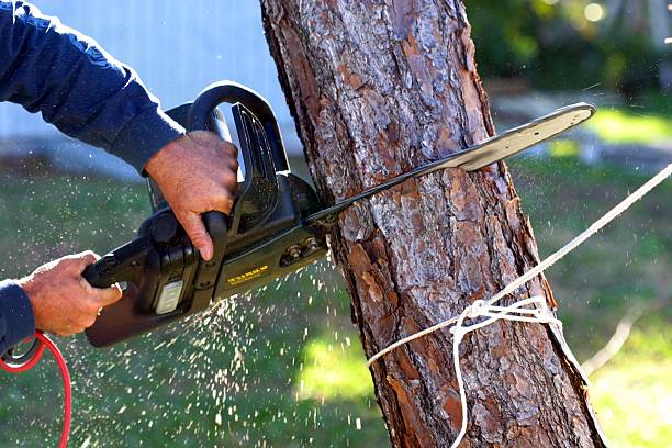 Best Utility Line Clearance  in Vine Hill, CA