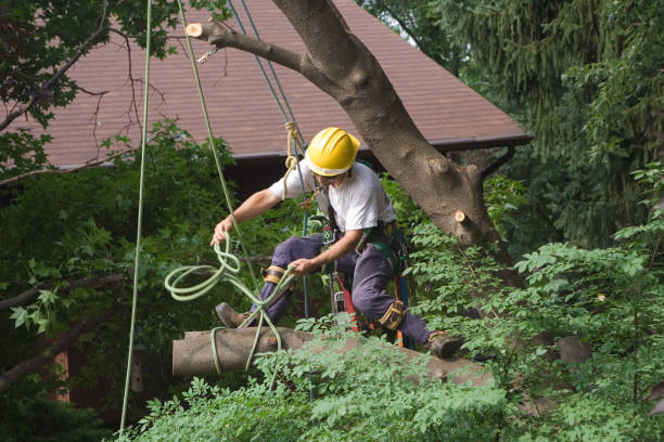 Best Arborist Consultation Services  in Vine Hill, CA