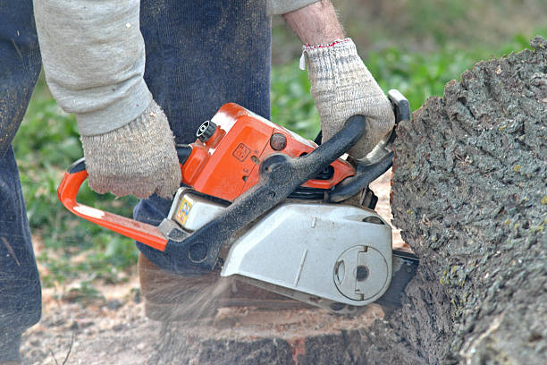 Best Root Management and Removal  in Vine Hill, CA