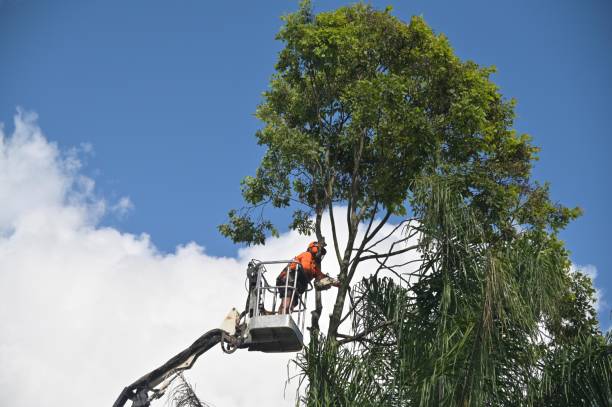 Trusted Vine Hill, CA Tree Care Experts