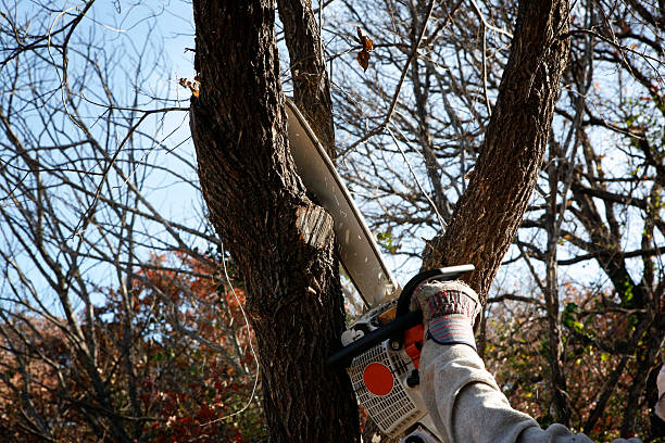 Best Pest Control for Lawns  in Vine Hill, CA