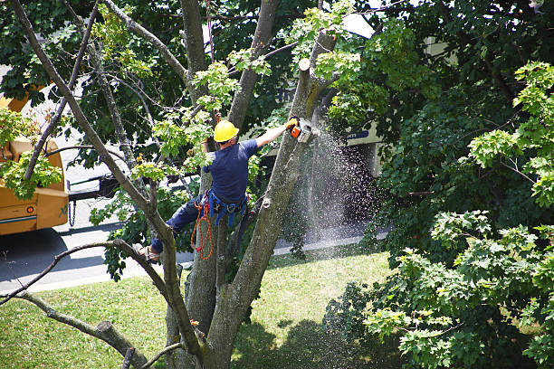 Best Seasonal Cleanup (Spring/Fall)  in Vine Hill, CA