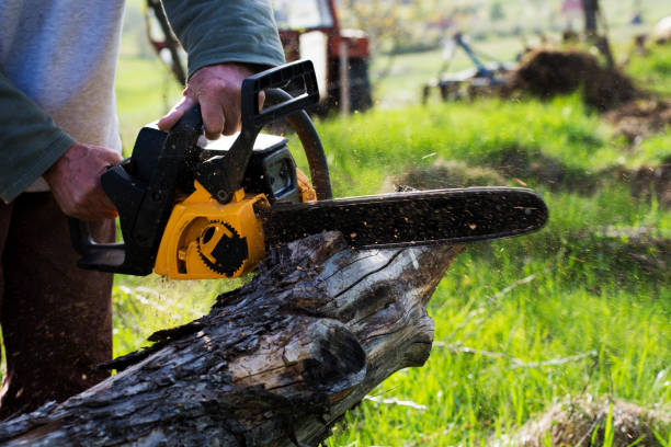 Best Stump Grinding and Removal  in Vine Hill, CA
