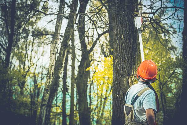 Best Tree Removal  in Vine Hill, CA